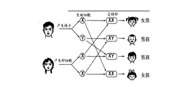 香港年代基因验血查男女孩准禁绝_验血的流程和手续怎么