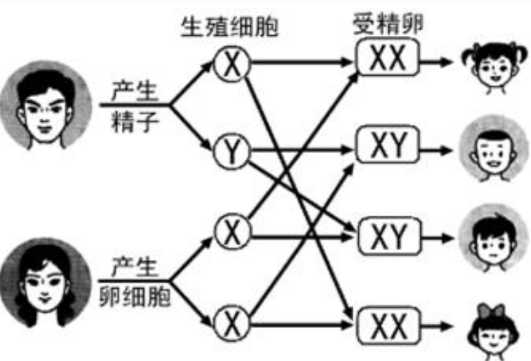 香港验血查男女留意的事项_验血查男女只需2600上圈套