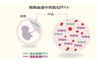 为什么做香港无创胎儿产前亲子判定
